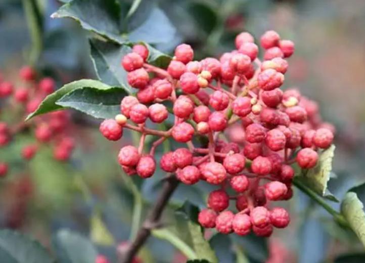 湿气不走，又胖又丑！睡前一贴，逼走体内20多年的湿寒，轻松甩掉失眠、大肚腩