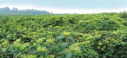 天府旅游名县创建|巴中南江：脱贫攻坚步履铿锵全域旅游持续发力