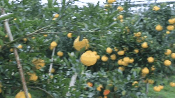 韩国网红VC花洒！过滤铁锈、余氯，水压大3倍，让人一天想洗8次澡