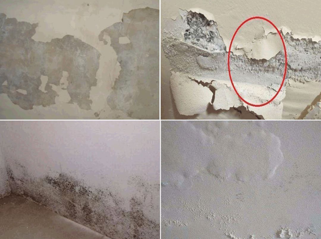 除发霉的霉菌,除霉剂真的能消除霉菌吗