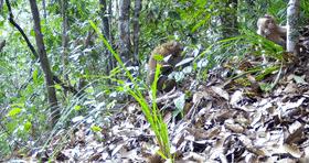 天气升温猴子们,天气变冷一群猴子抱团取暖