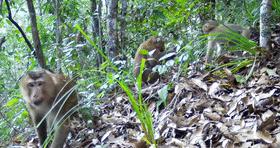 天气升温猴子们,天气变冷一群猴子抱团取暖