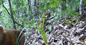 天气升温猴子们,天气变冷一群猴子抱团取暖