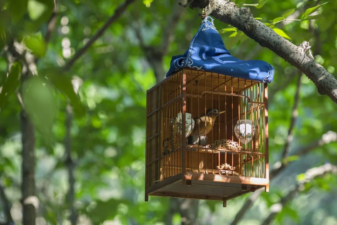 造影时为啥停用二甲双胍,碘造影时为什么要停用二甲双胍