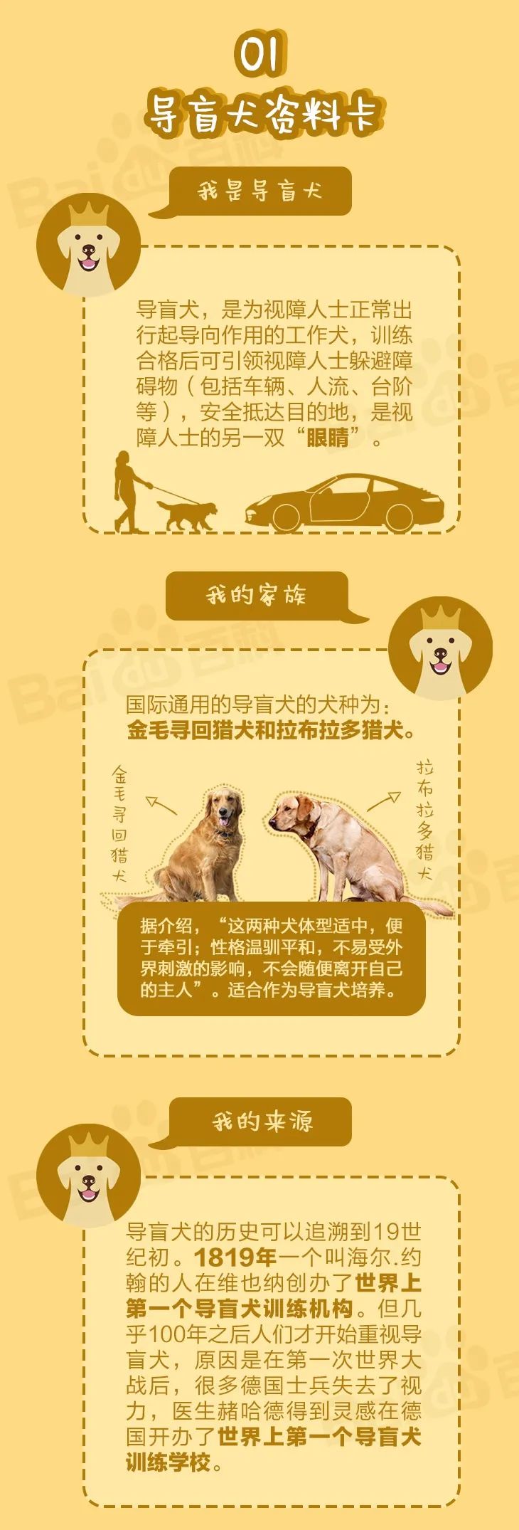 导盲犬是什么品种的狗狗,导盲犬成长史详解
