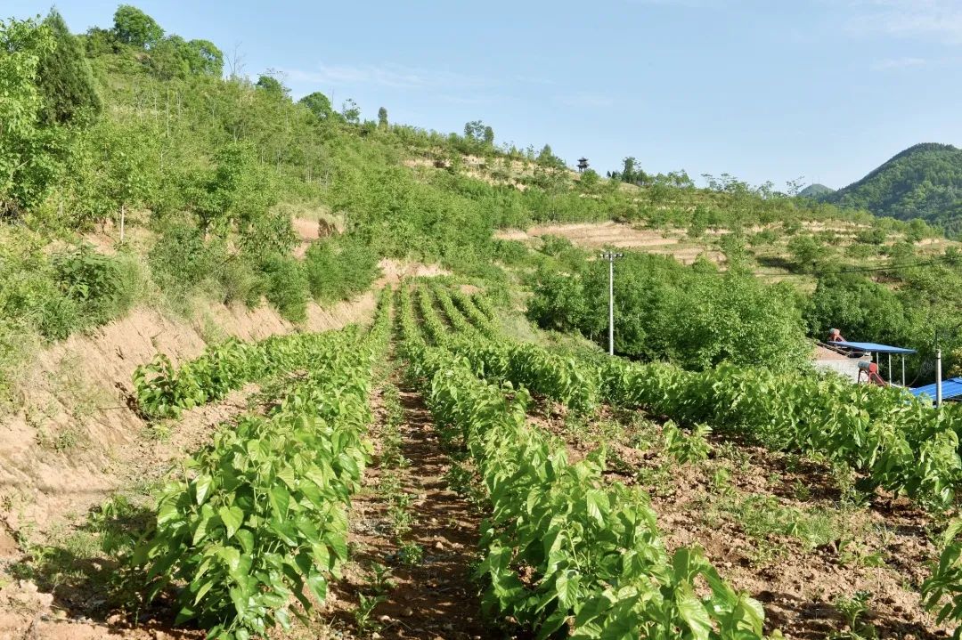 蚕宝宝怎么才能吐出金丝,蚕宝宝吐出透明色液体