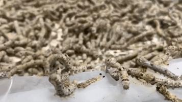 蚕宝宝怎么才能吐出金丝,蚕宝宝吐出透明色液体