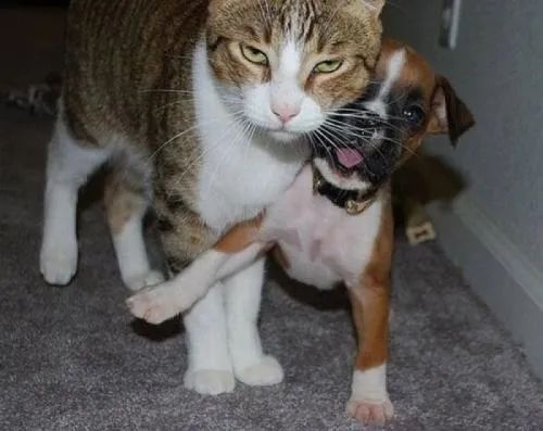 猪王二手笔记本靠谱吗,猪王二手平台