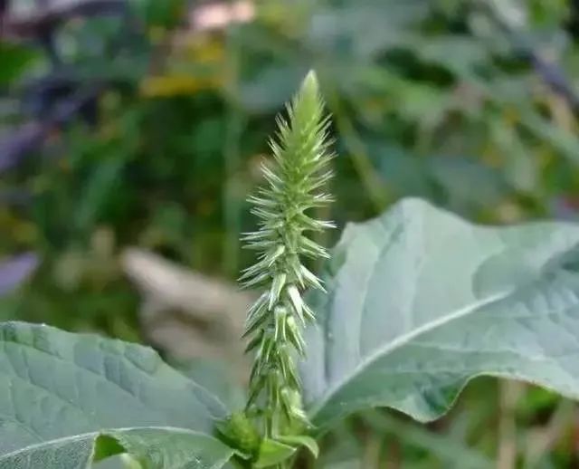 路边卖治疗脚气的真的假的,顽固脚气的特效药