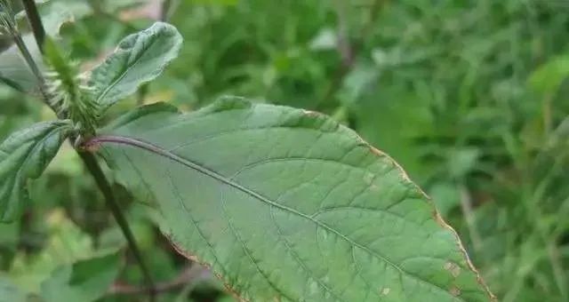 路边卖治疗脚气的真的假的,顽固脚气的特效药