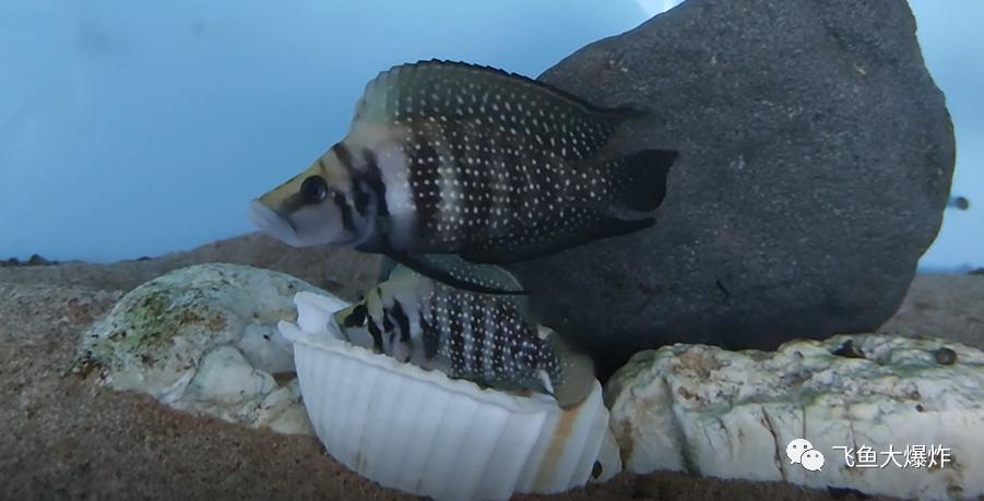 坦干喀伊湖纪录片全集,坦干伊喀湖图片