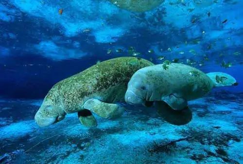 主动翻译,主动提出翻译成英文