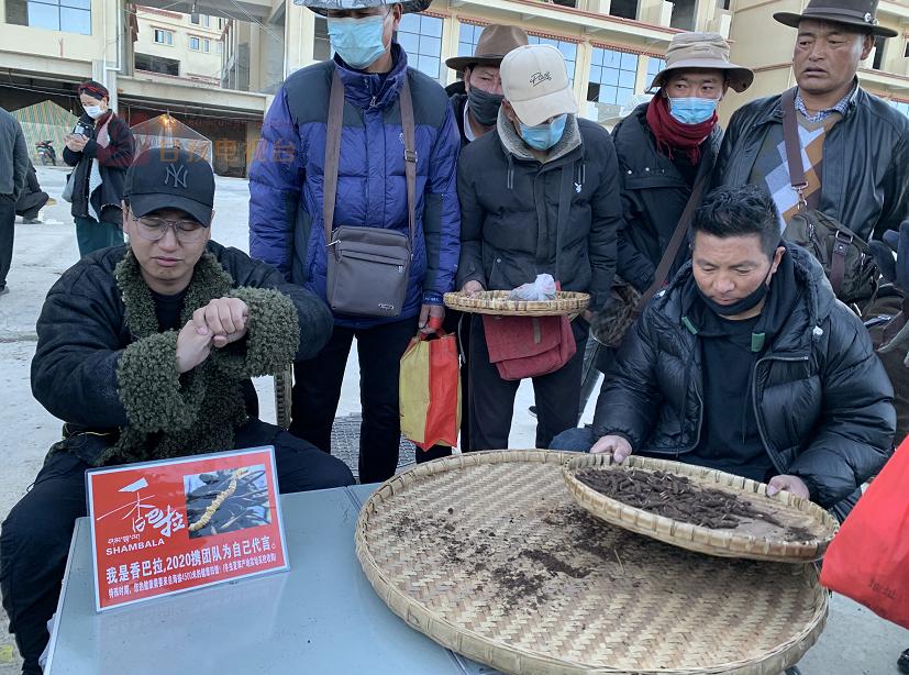 “软黄金”出土到上市！虫草商人的袖里乾坤竟是“摸手谈价”！