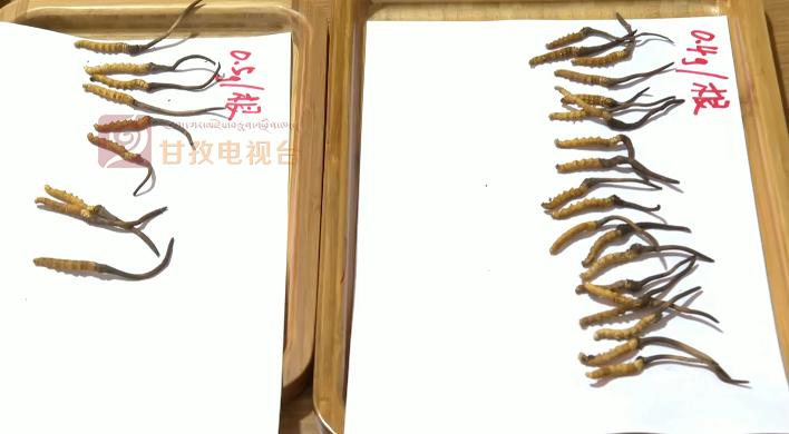 “软黄金”出土到上市！虫草商人的袖里乾坤竟是“摸手谈价”！