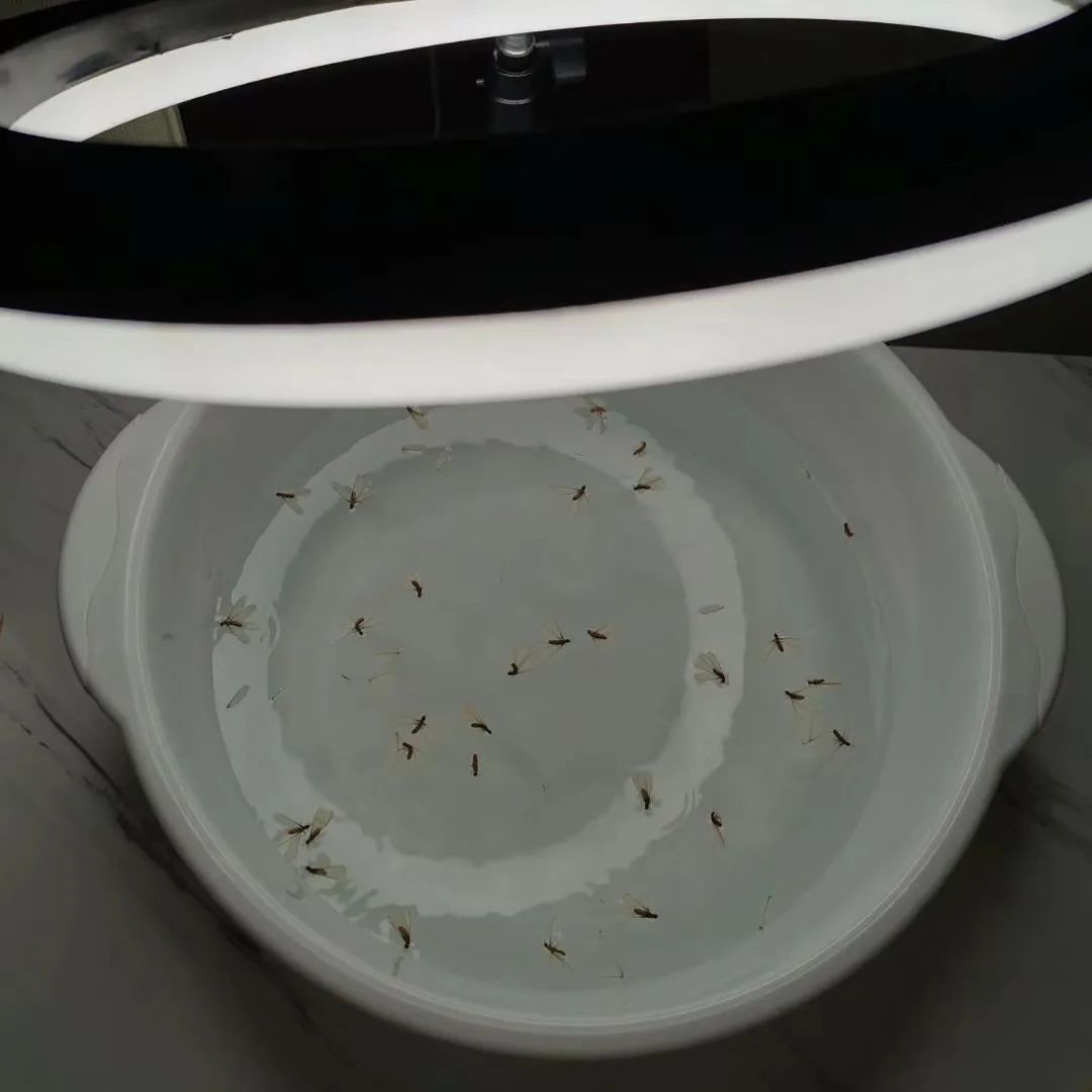 白蚁怎么处理最有效,白蚁怎么处理最好方法