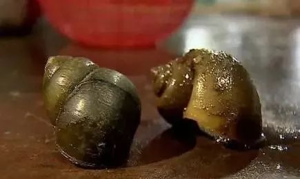 夏季粮食防虫小妙招,夏季防虫小妙招