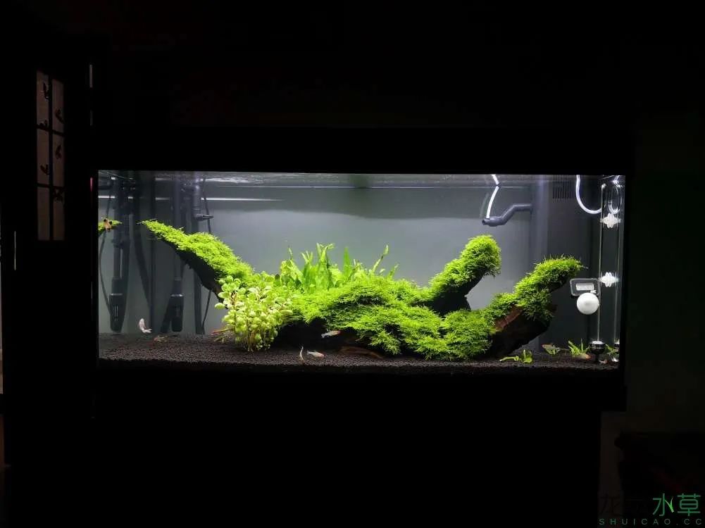 草缸1.2米生命之树造景,草缸造景60厘米大师作品