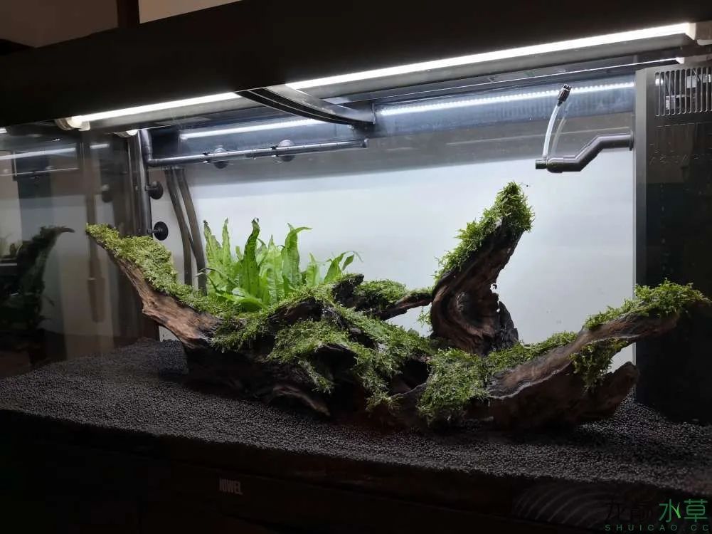 草缸1.2米生命之树造景,草缸造景60厘米大师作品