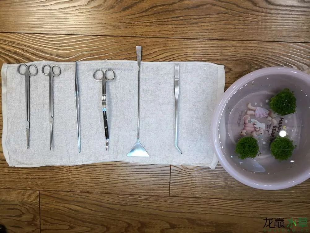 草缸1.2米生命之树造景,草缸造景60厘米大师作品