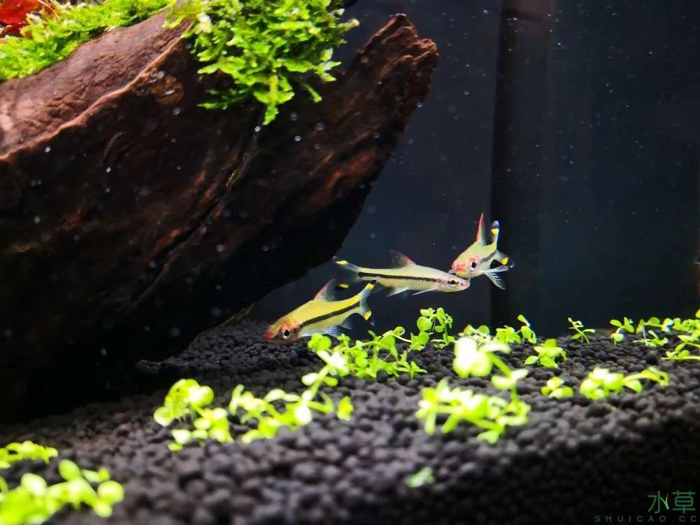 草缸1.2米生命之树造景,草缸造景60厘米大师作品