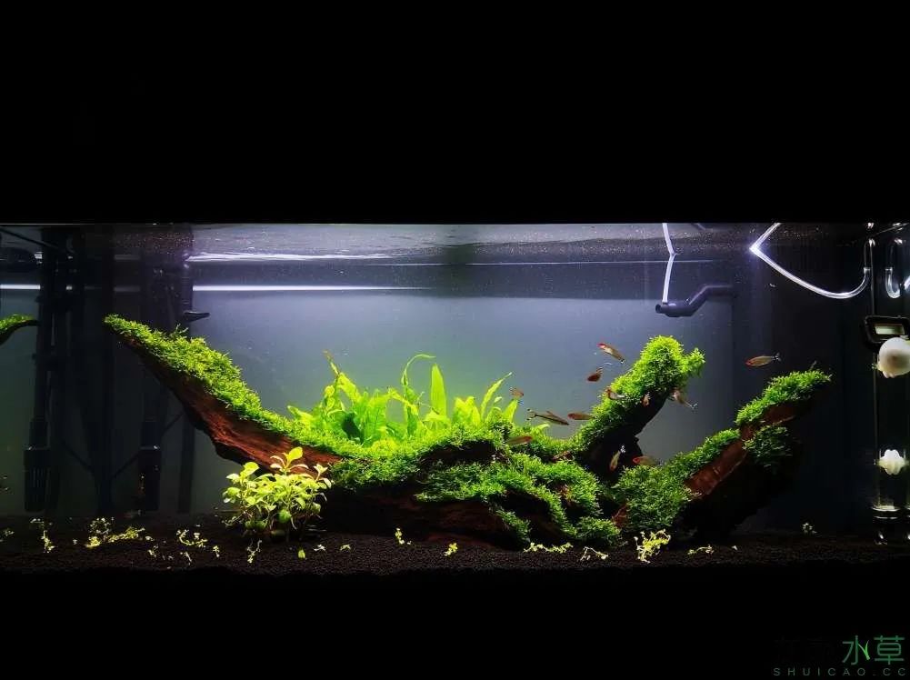 草缸1.2米生命之树造景,草缸造景60厘米大师作品