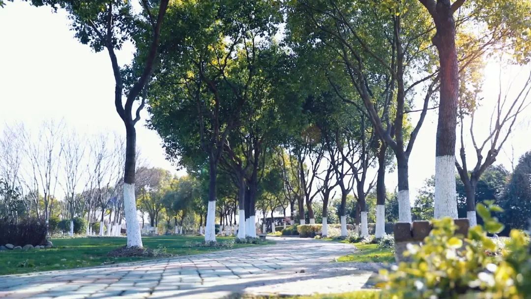 枫泾枫美路改造,青浦枫泾古镇