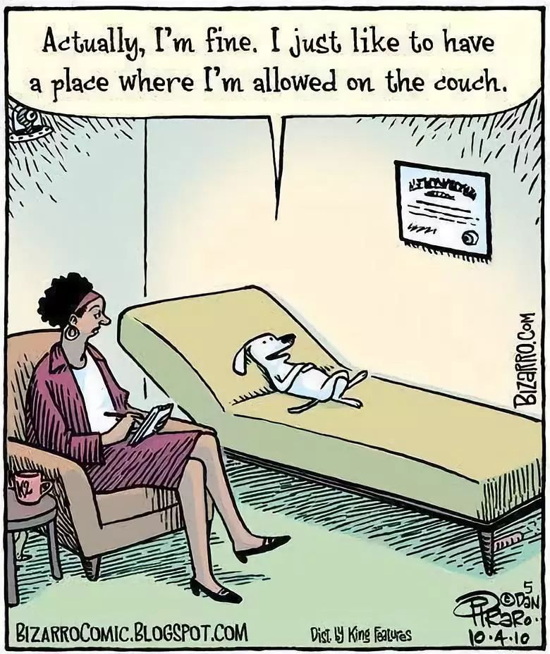 来看看咨询室里这些小可爱们｜精神分析师说