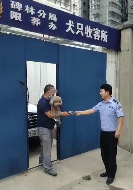铲屎官关注避免自家宠物惹火,西安抓到禁养犬怎么办
