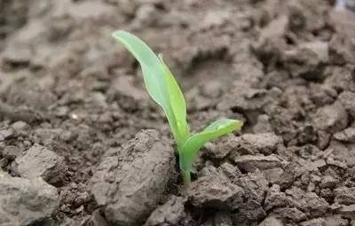 玉米苗心发黄腐烂还能救吗,玉米苗发黄不长怎么补救