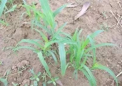 玉米苗心发黄腐烂还能救吗,玉米苗发黄不长怎么补救