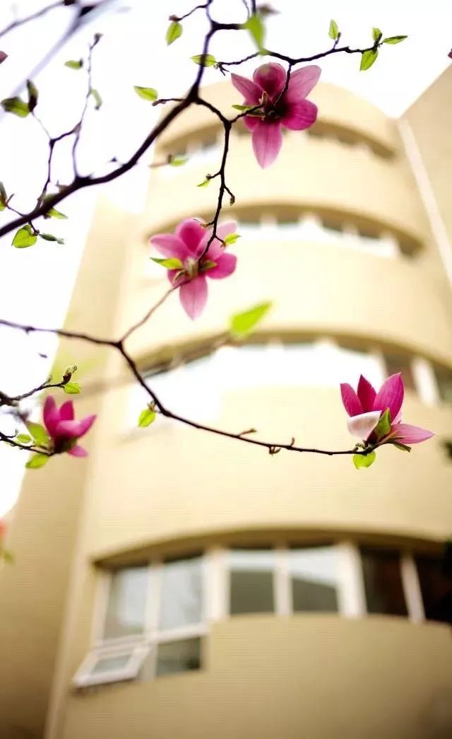 北京五中分校招生政策,北京五中双合分校招生简章