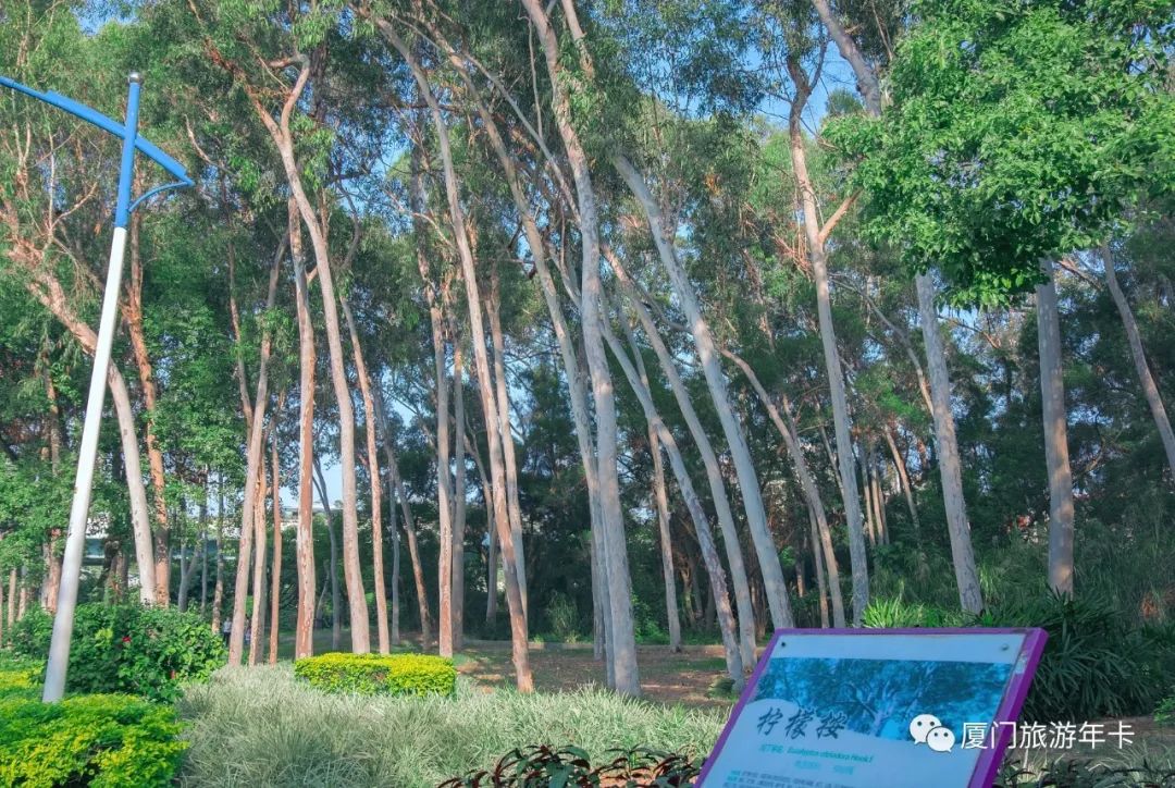 厦门最值得去的地方溜娃,厦门适合遛娃的免费地方