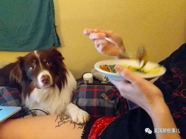 发现自家的狗一直在欺骗自己,网友发现一只很奇怪的狗