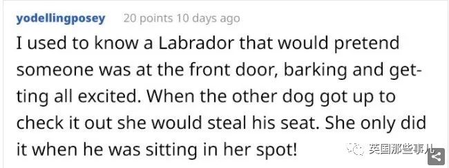发现自家的狗一直在欺骗自己,网友发现一只很奇怪的狗