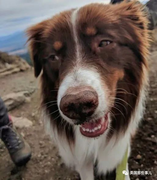 发现自家的狗一直在欺骗自己,网友发现一只很奇怪的狗