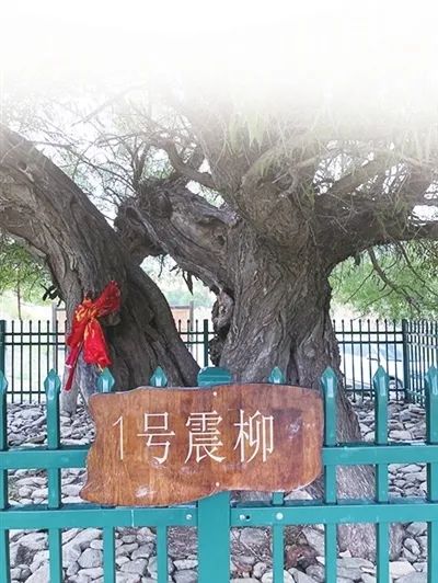 海原大地震100周年纪念日,海原大地震影像实录