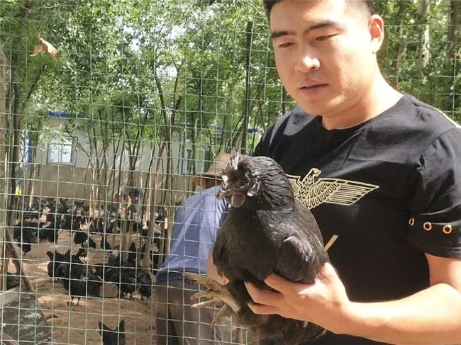 五黑土鸡生态养殖基地,五黑乌鸡养殖场