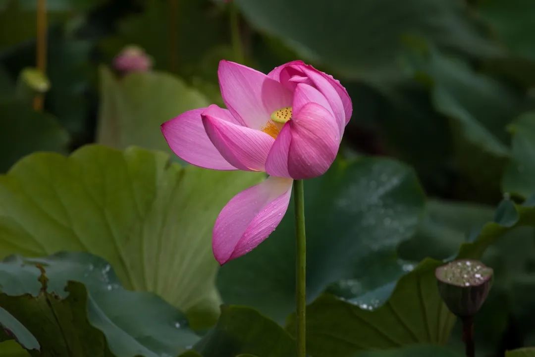 今日芒种七律,今日芒种最新模板