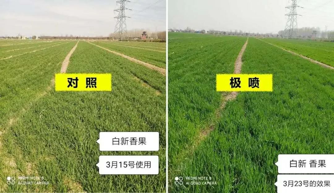 氮钾复合肥缓释肥,叶面喷雾缓释复合肥