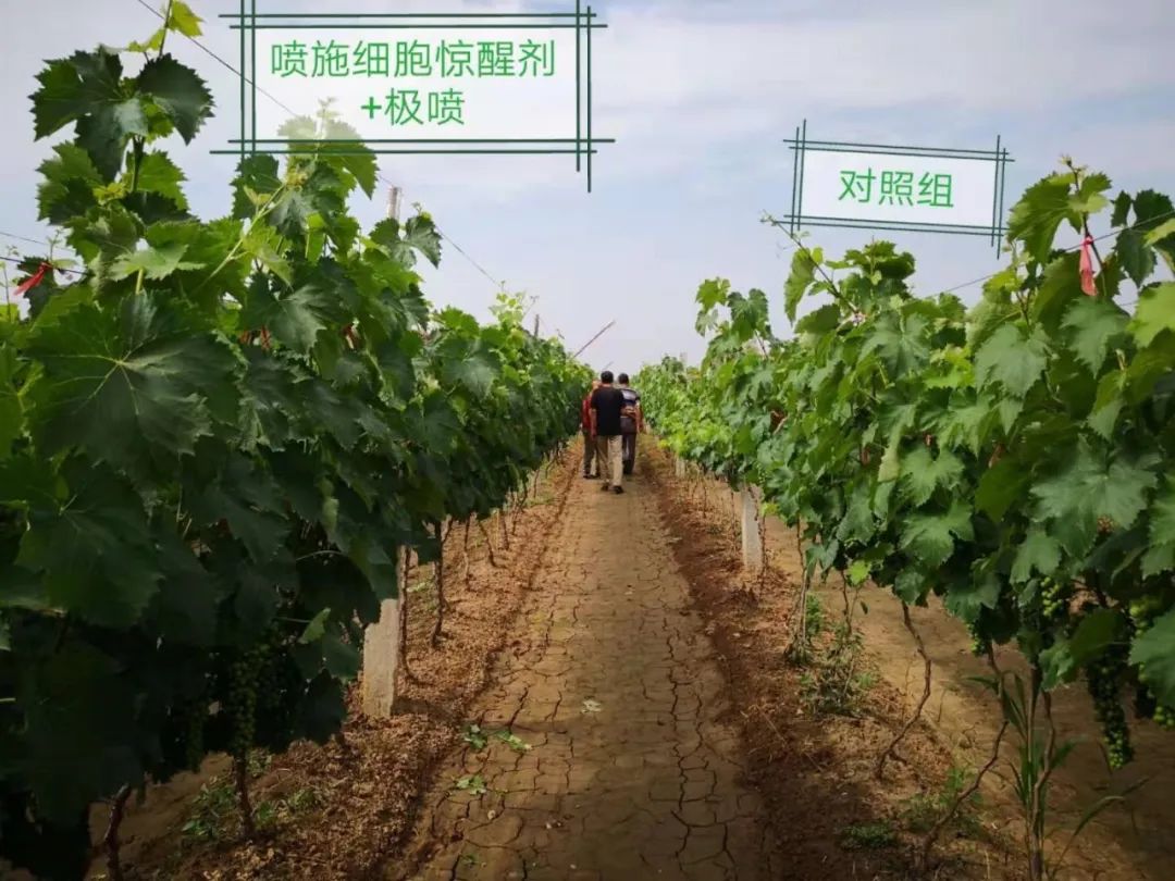 氮钾复合肥缓释肥,叶面喷雾缓释复合肥