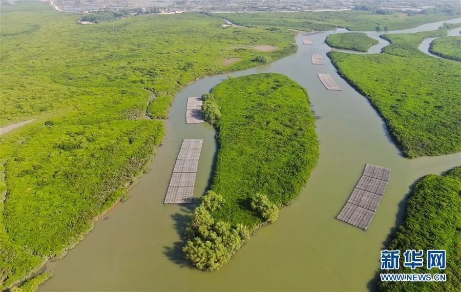 世界海洋日感知海洋保护海洋,世界海洋日保卫海岸