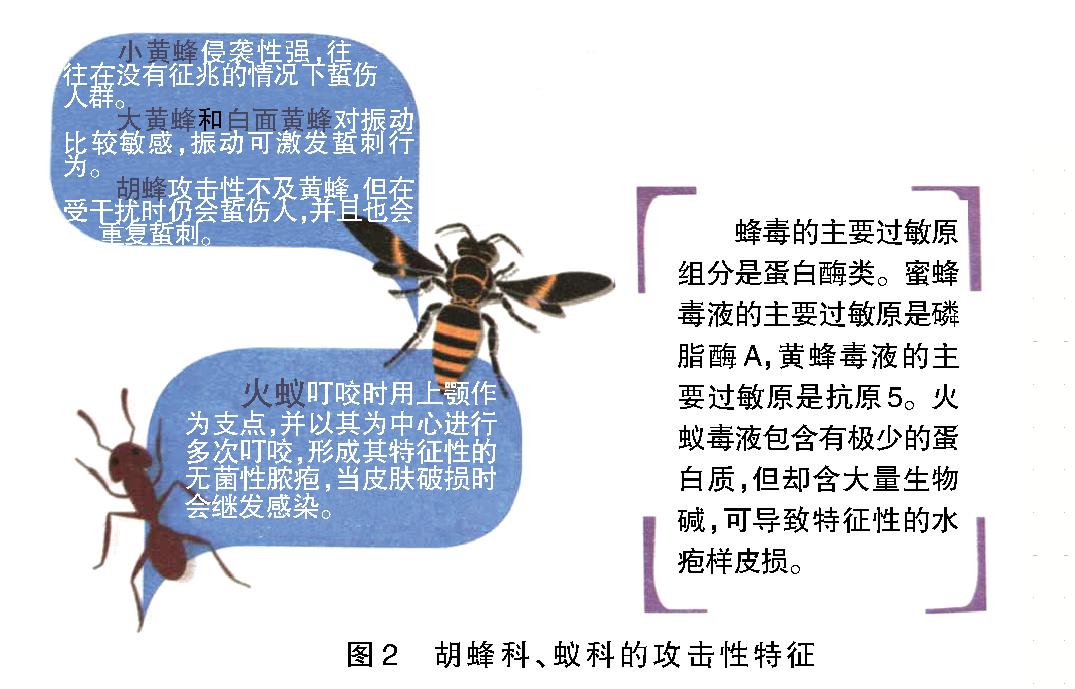 昆虫过敏怎么处理,昆虫叮咬过敏反应怎么治疗