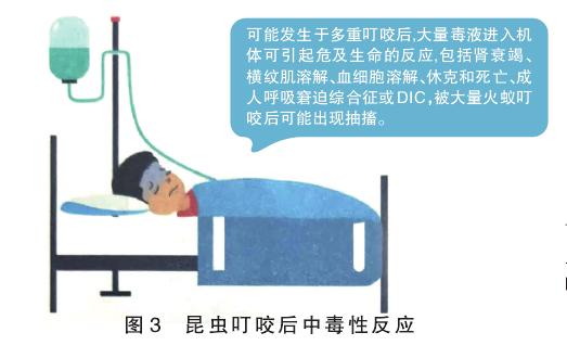 昆虫过敏是什么样子,昆虫咬过敏怎么治