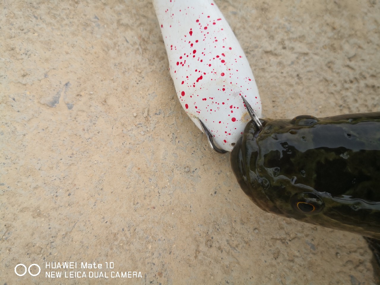 路亚怎么打黑的,路亚打黑怎样打