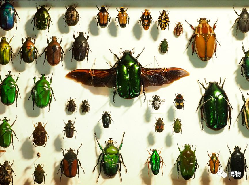 看见虫子动弹不得,看到虫走不动路