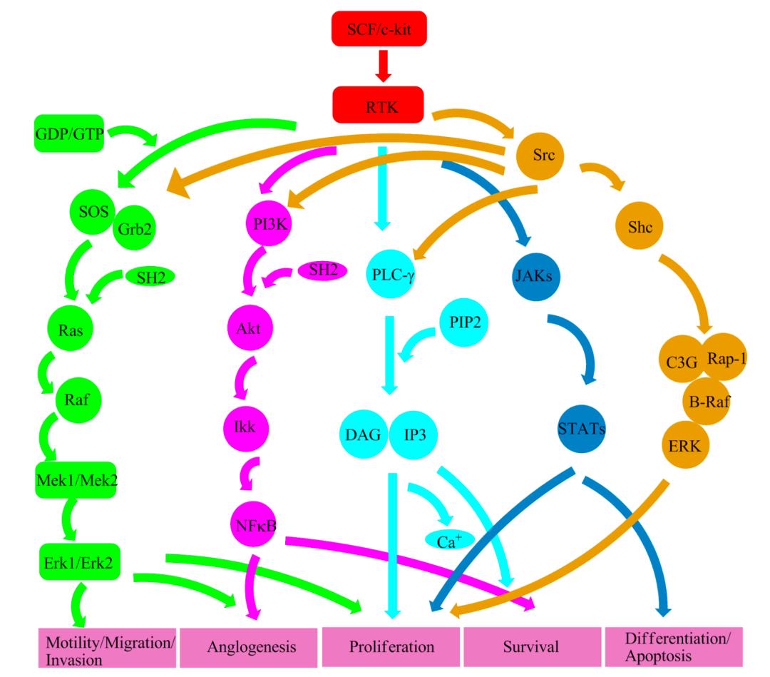 卡死癌细胞的发动机！全球首个广谱KIT*制剂抑**获得FDA批准上市，它杀死癌细胞的方式很特别丨奇点深度