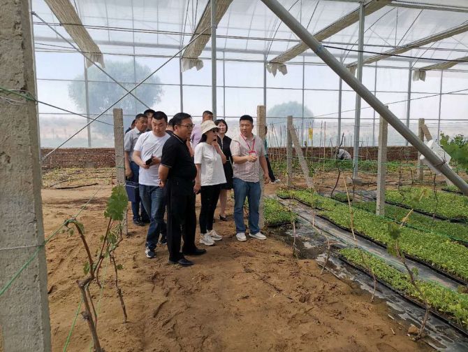 鄂托克前旗德善,德善草原