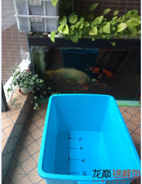 芥子锦鲤最大能长多大,腹水型锦鲤炸鳞最快解决方法