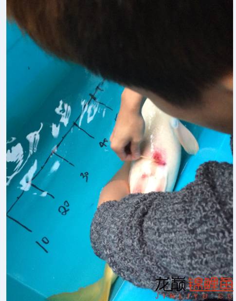 芥子锦鲤最大能长多大,腹水型锦鲤炸鳞最快解决方法