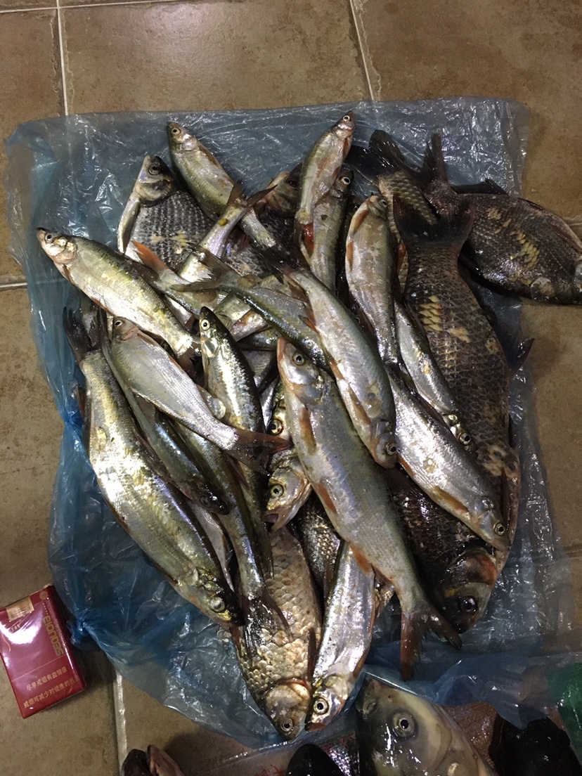 下雨天狂拔大鲫,雨天狂拉草鱼